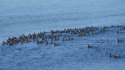 Kars’ta "Penguen" Heyecanı: Gerçek Sonradan Anlaşıldı!