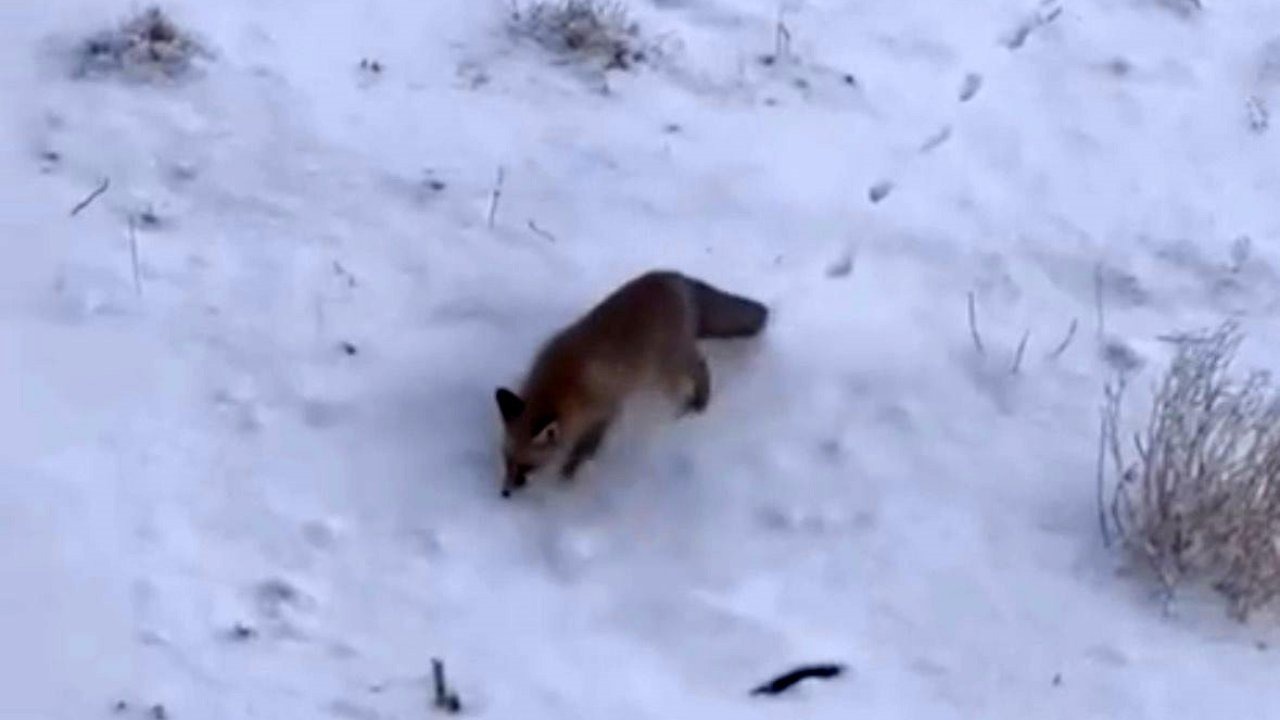 Aç Kalan Tilkiler Diyadin Şehir Merkezine İndi