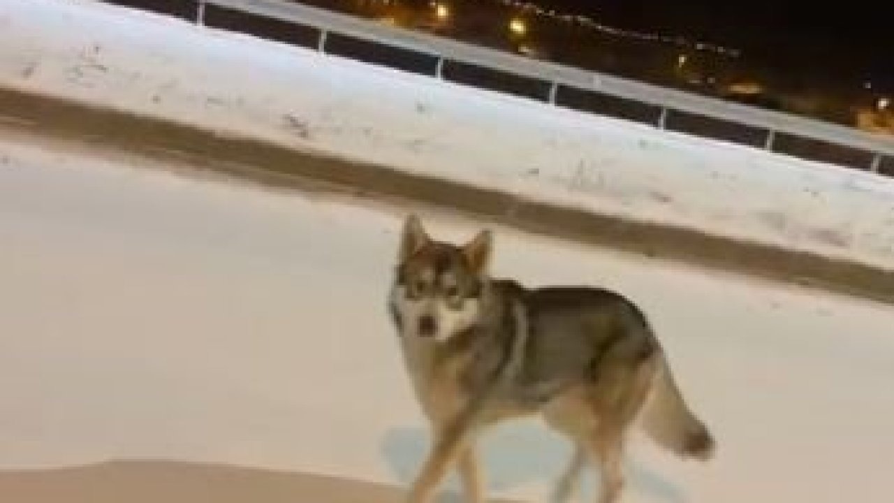 Aç Kurt Şehir Merkezine İndi: Ardahan’da Yaban Hayatı Alarmı