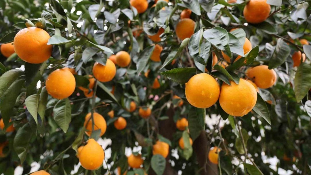 Adana’ya 4 gündür aralıksız yağan yağmur, çiftçiyi sevindirdi