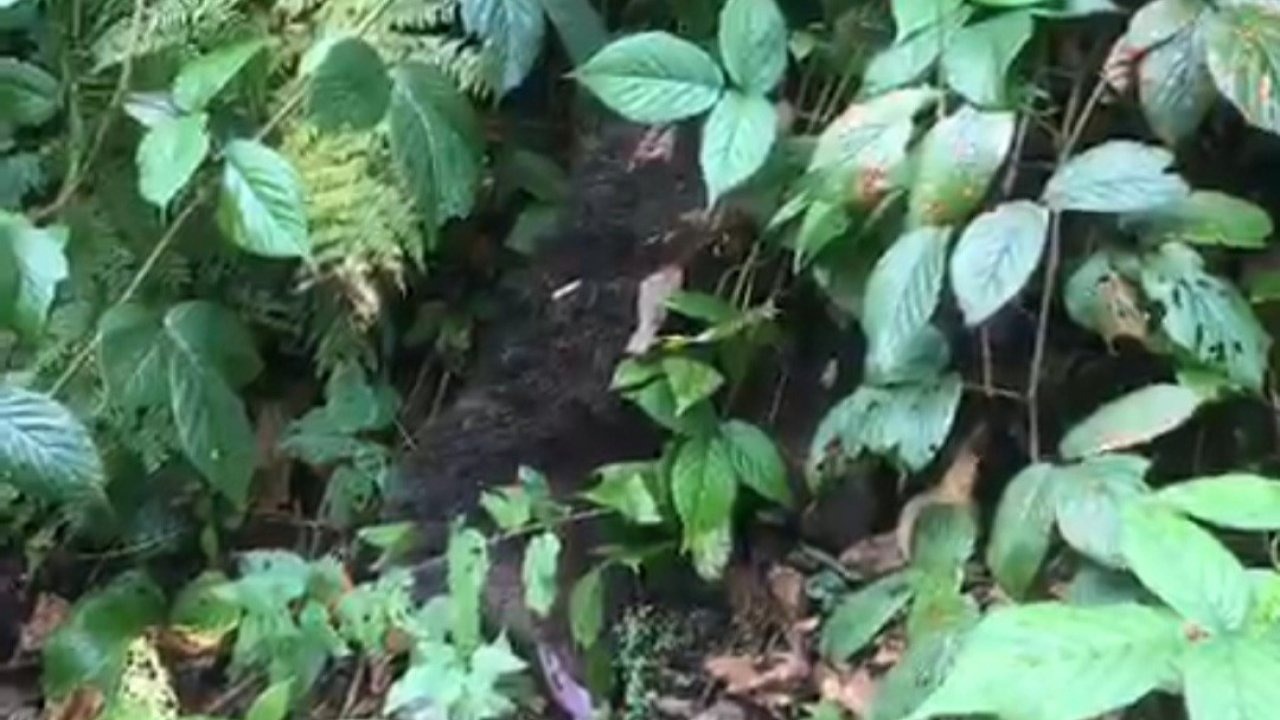 Ağaçta mahsur kalan yavru ayı, itfaiye tarafından kurtarıldı