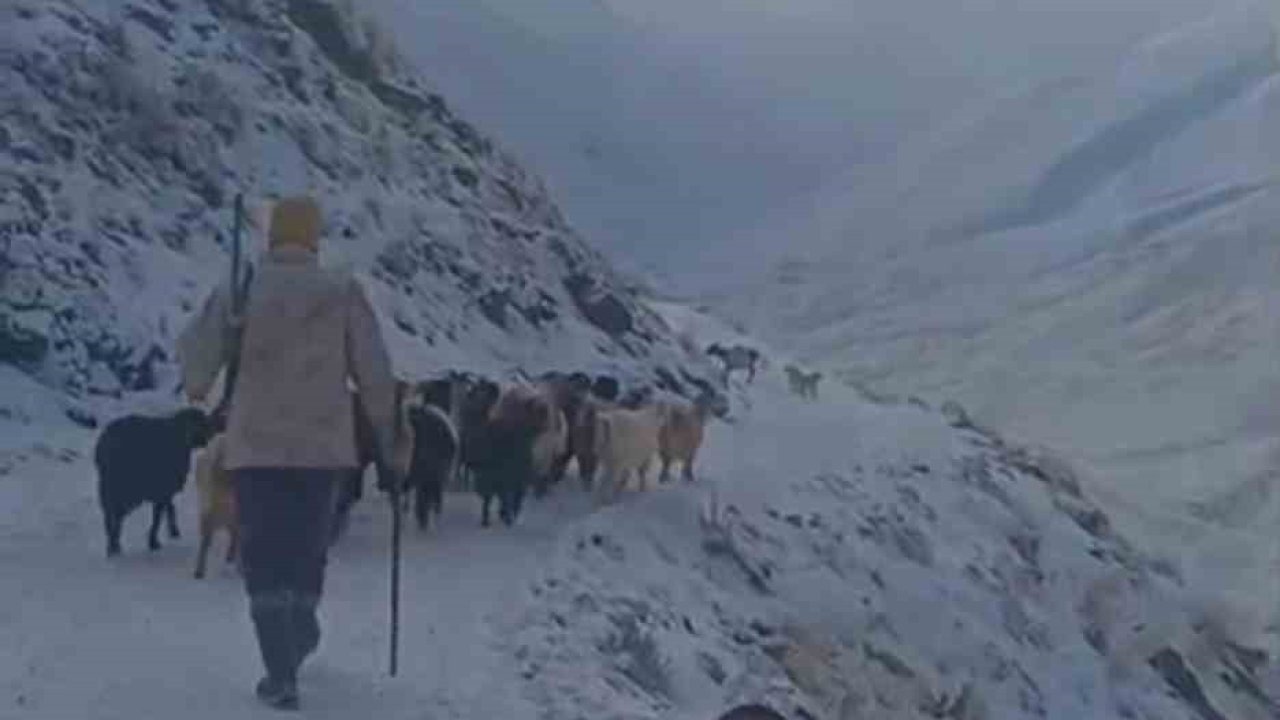 Ağrı&#039;da Hayvanlar Kar ve Tipide Kaldı