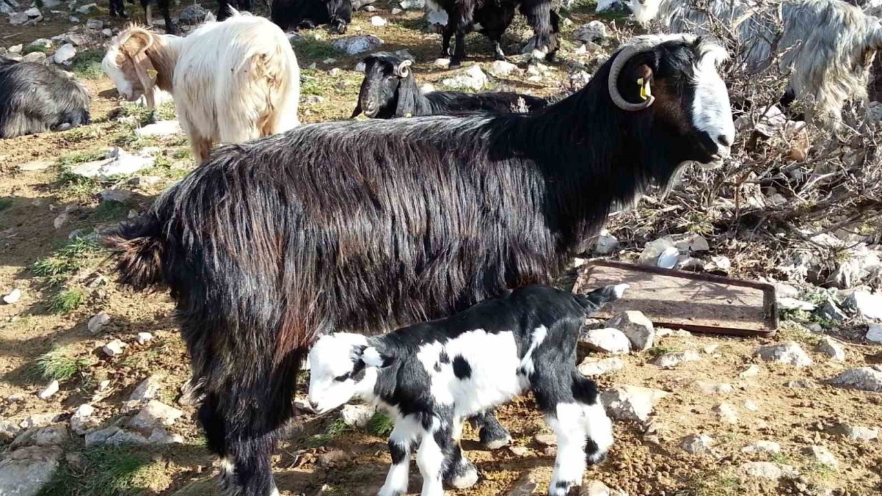 Akdeniz Keçi Çalıştayı Raporu Açıklandı: Çobana Çeyiz Desteği ve Yangına Karşı Keçi Önerisi