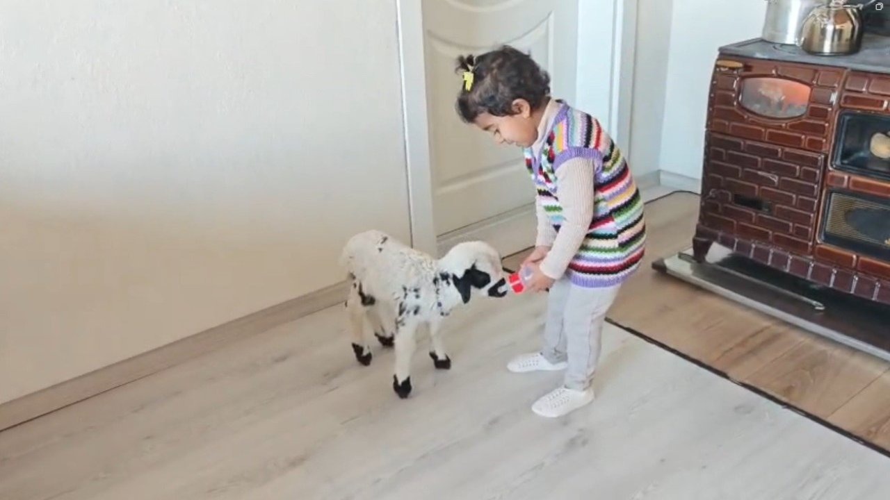 Annesinin reddettiği kuzuya 3 yaşındaki Ezo’nun şefkati yürekleri ısıttı