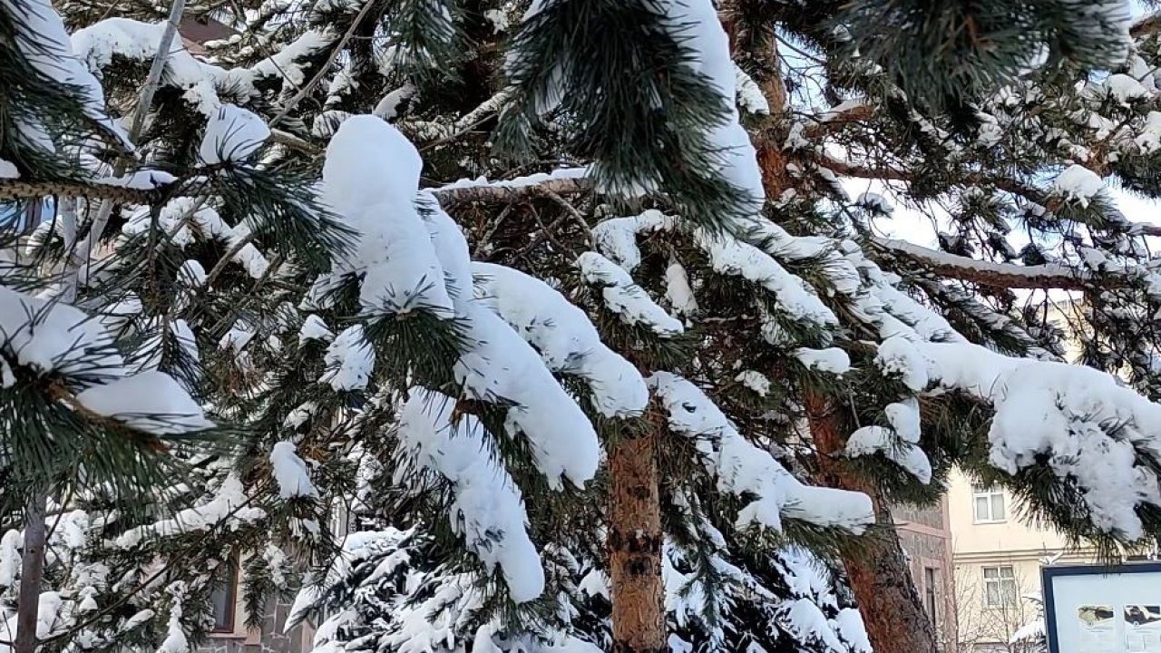 Ardahan’da Kar Güzelliği: Ağaçlar Beyaz Gelinliğini Giydi