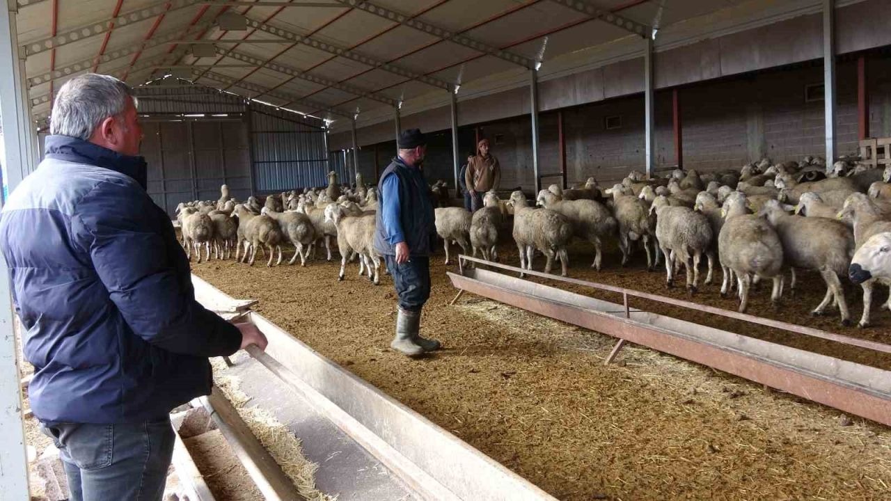 Babasıyla tartıştı, vadeli koyun alarak kendi sürüsüne sahip oldu