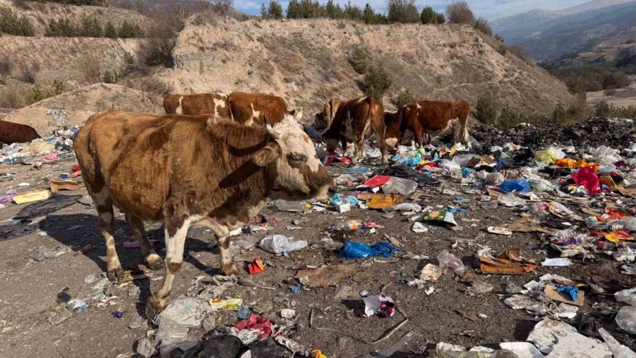 Büyükbaş hayvanlar çöplükte besleniyor