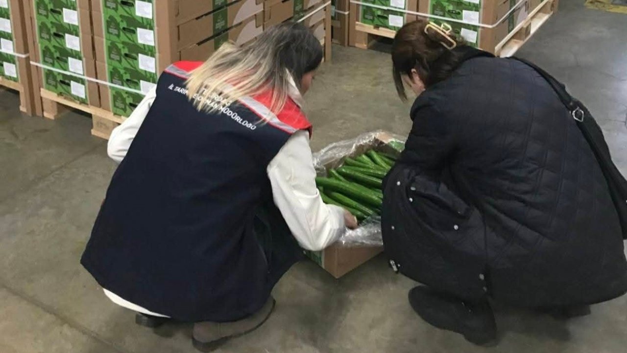 Çorlu’dan Hollanda’ya salatalık ihracatı