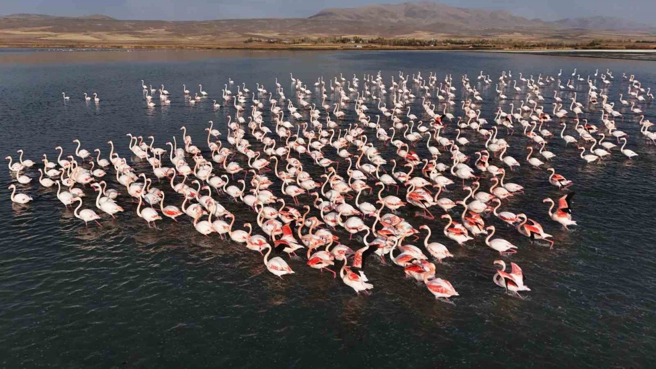 Erçek Gölü’nde Flamingoların Konaklama Süresi Uzadı