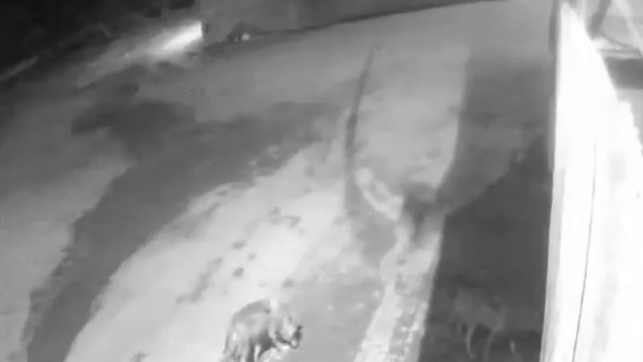 Erzurum’da Aç Kalan Kurtlar Köye İndi