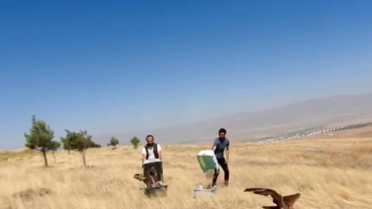 Erzurum’da Tedavisi Tamamlanan İki Kızıl Şahin Doğaya Salındı