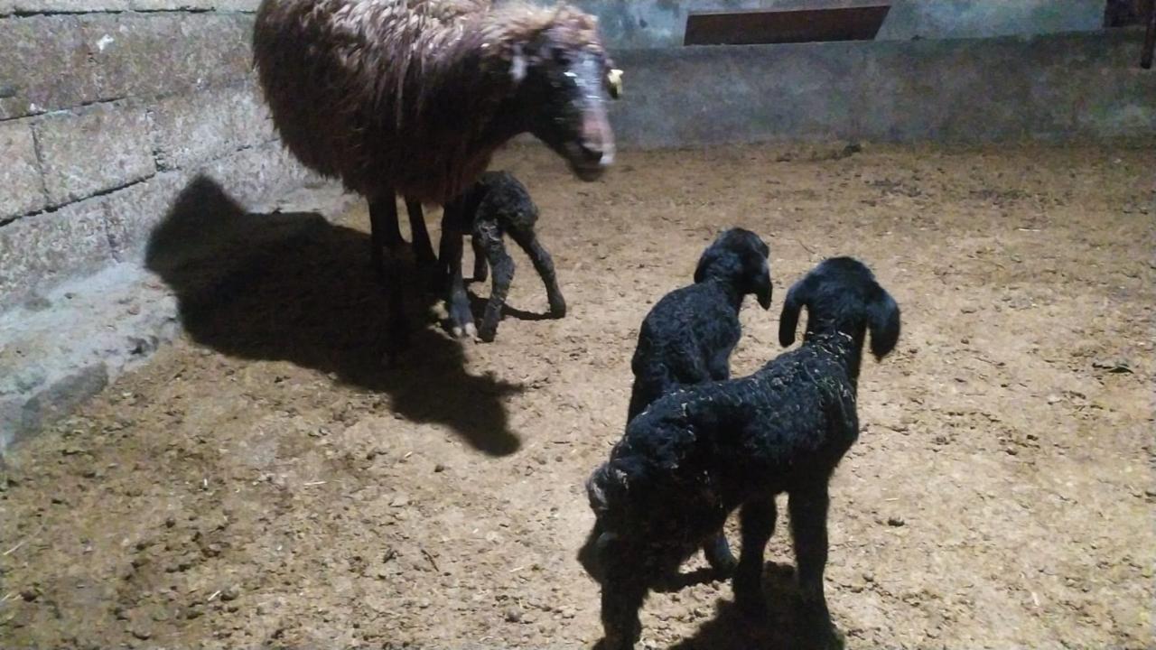 Harmandöven Köyü’nde Bereketli Sabah: Üreticinin Yüzünü Güldüren Üçüz Kuzu Sürprizi