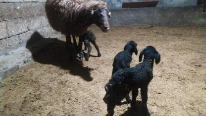 Harmandöven Köyü’nde Bereketli Sabah: Üreticinin Yüzünü Güldüren Üçüz Kuzu Sürprizi