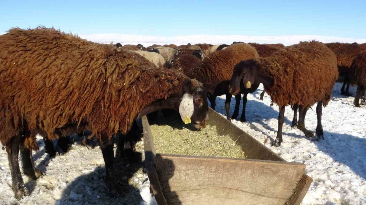 Hasköy’de Kar Mesaisi Başladı: Besiciler Kar Üstünde Yemlemeye Geçti