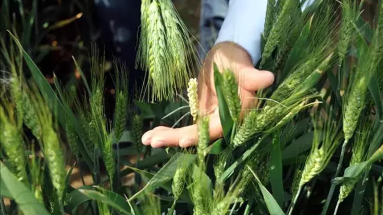 Iğdır dahil birçok ilde TİGEM 254 İşçi Alımı Yapacak! İşte İŞKUR Başvuru Ekranı ve Şartlar