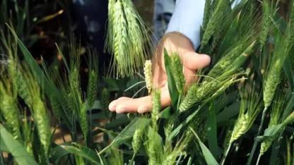 Iğdır dahil birçok ilde TİGEM 254 İşçi Alımı Yapacak! İşte İŞKUR Başvuru Ekranı ve Şartlar