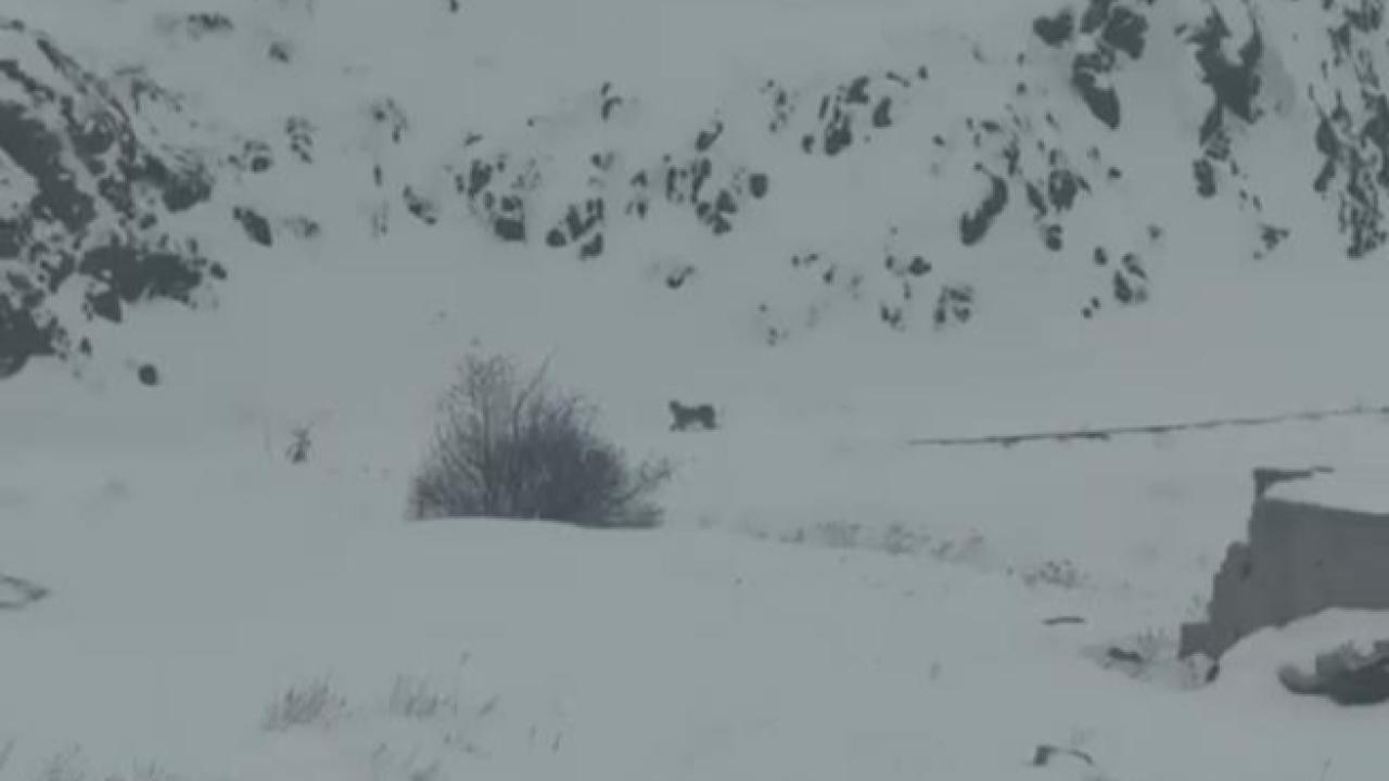 Iğdır’da aç kalan 3 vaşak köye indi