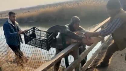 Iğdır’da "Balık Adam" Şaşkınlığı! Ne Olta Ne Ağ, Dev Yayın Balıklarını Eliyle Yakalıyor