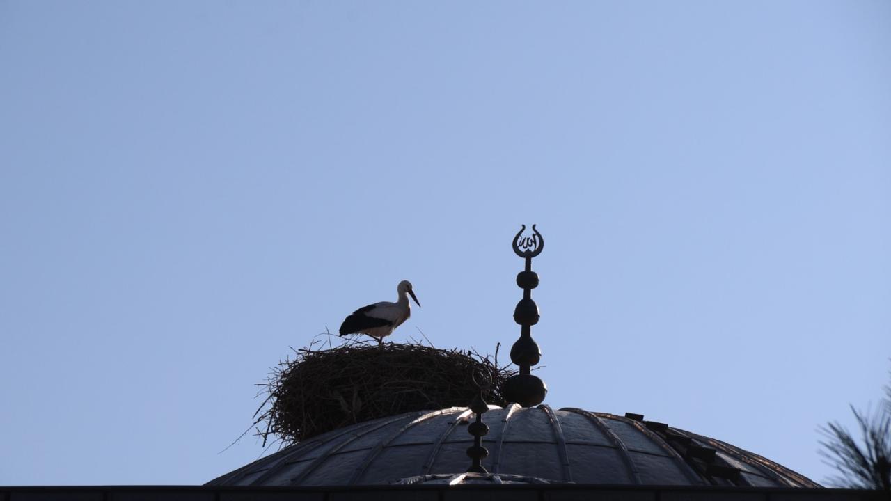 Iğdır’da leylekler cami kubbelerini mesken tuttu