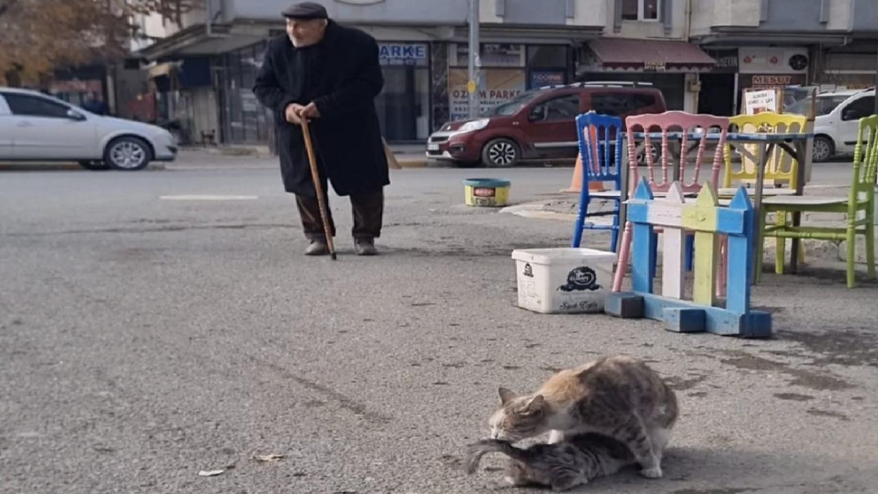 Iğdır’da Sokak Hayvanlarına Şefkat Eli: Yaşlı Adam ve Sürücüler Örnek Davranış Sergiledi