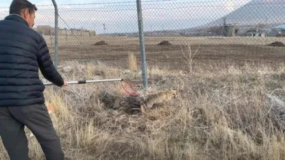 Iğdır’da Yaralı Kızıl Tilki Tedavi Edilerek Doğaya Salındı