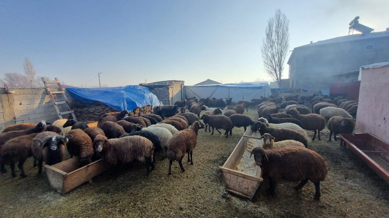Iğdır’da Yayladan Dönen Koyun Sürüleri Ahırlarda Kış Bakımına Alındı