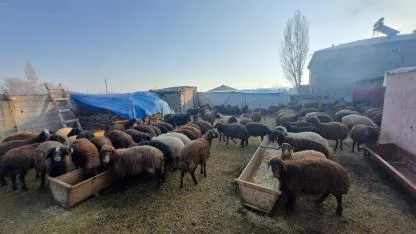 Iğdır’da Yayladan Dönen Koyun Sürüleri Ahırlarda Kış Bakımına Alındı