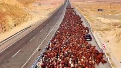 Iğdırlı Göçerler Aylarca Süren Zorlu Yolculuğu Tamamladı