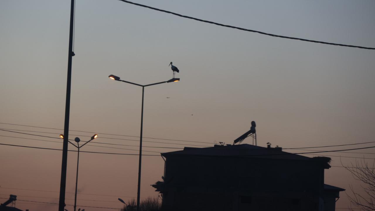 İklim değişikliği Iğdır'daki leylekleri göç etmekten vazgeçirdi