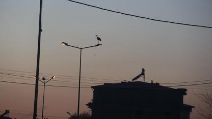 İklim değişikliği Iğdır'daki leylekleri göç etmekten vazgeçirdi