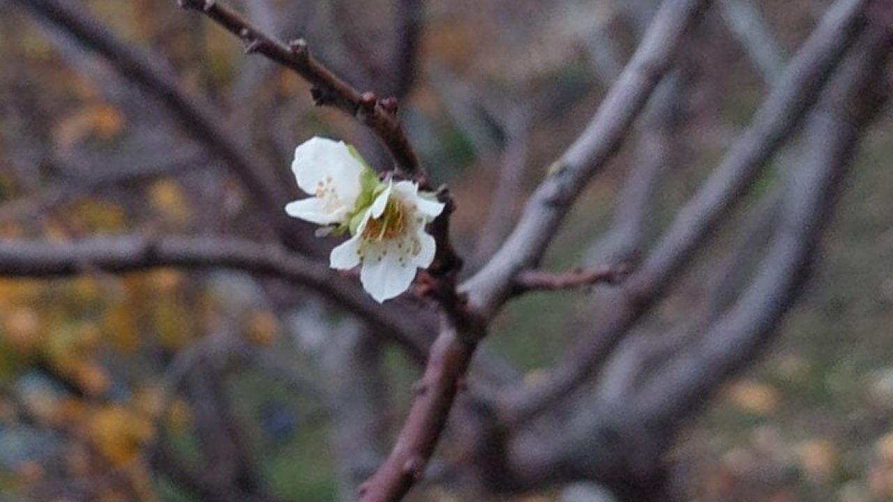 İnatçı erik soğukta çiçek açtı