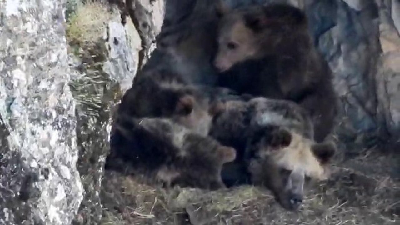 İspir&#039;de Kış Uykusuna Yatmayan Ayı Ailesi Görüntülendi