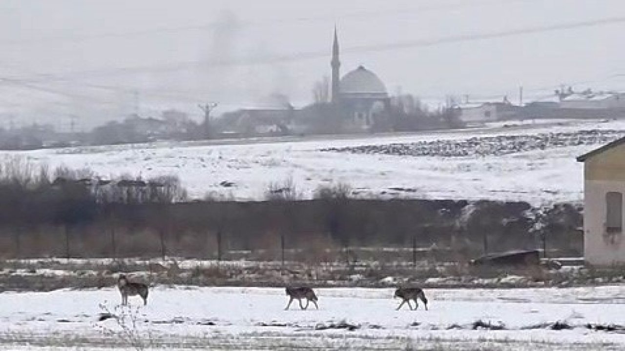 Kars Merkez Sanayiye İnen Kurt Sürüsü Tedirgin Etti: 6 Kurt Görüntülendi