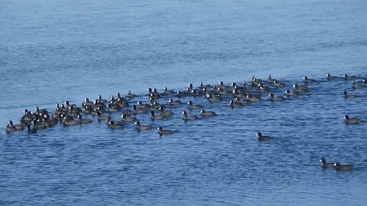 Kars’ta "Penguen" Heyecanı: Gerçek Sonradan Anlaşıldı!