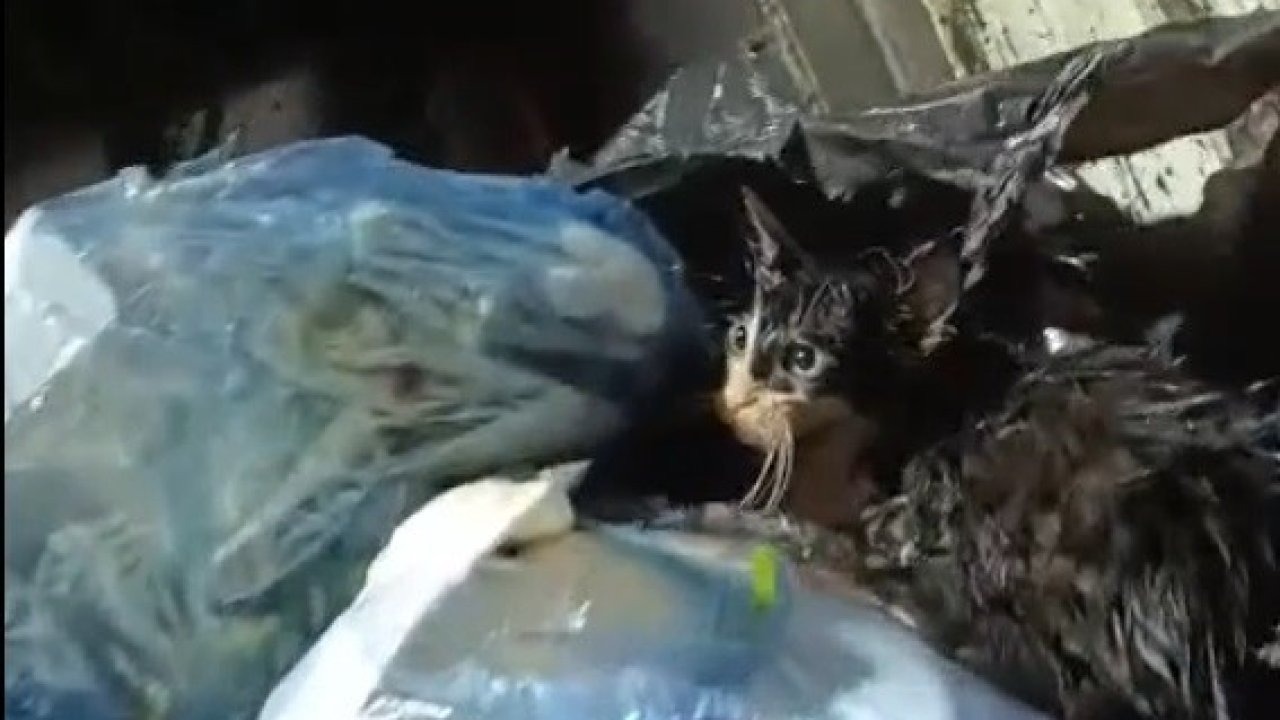 Kediyi poşete koyup çöpe attılar