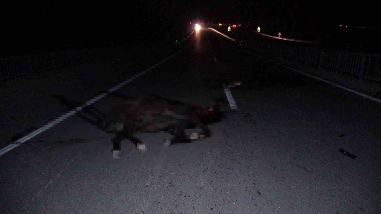 Malatya’da feci olay: Milyonluk taylar karayolunda telef oldu