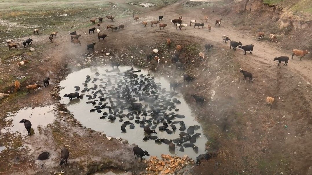 Mandaların kaplıca keyfi havadan görüntülendi