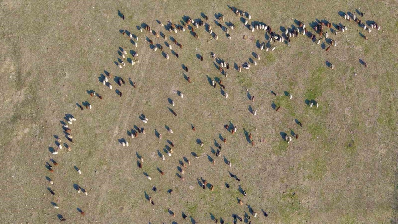 Muşlu Besicilerin Yüzü Gülüyor: Kar Yağışının Gecikmesi Yemden Tasarruf Sağladı