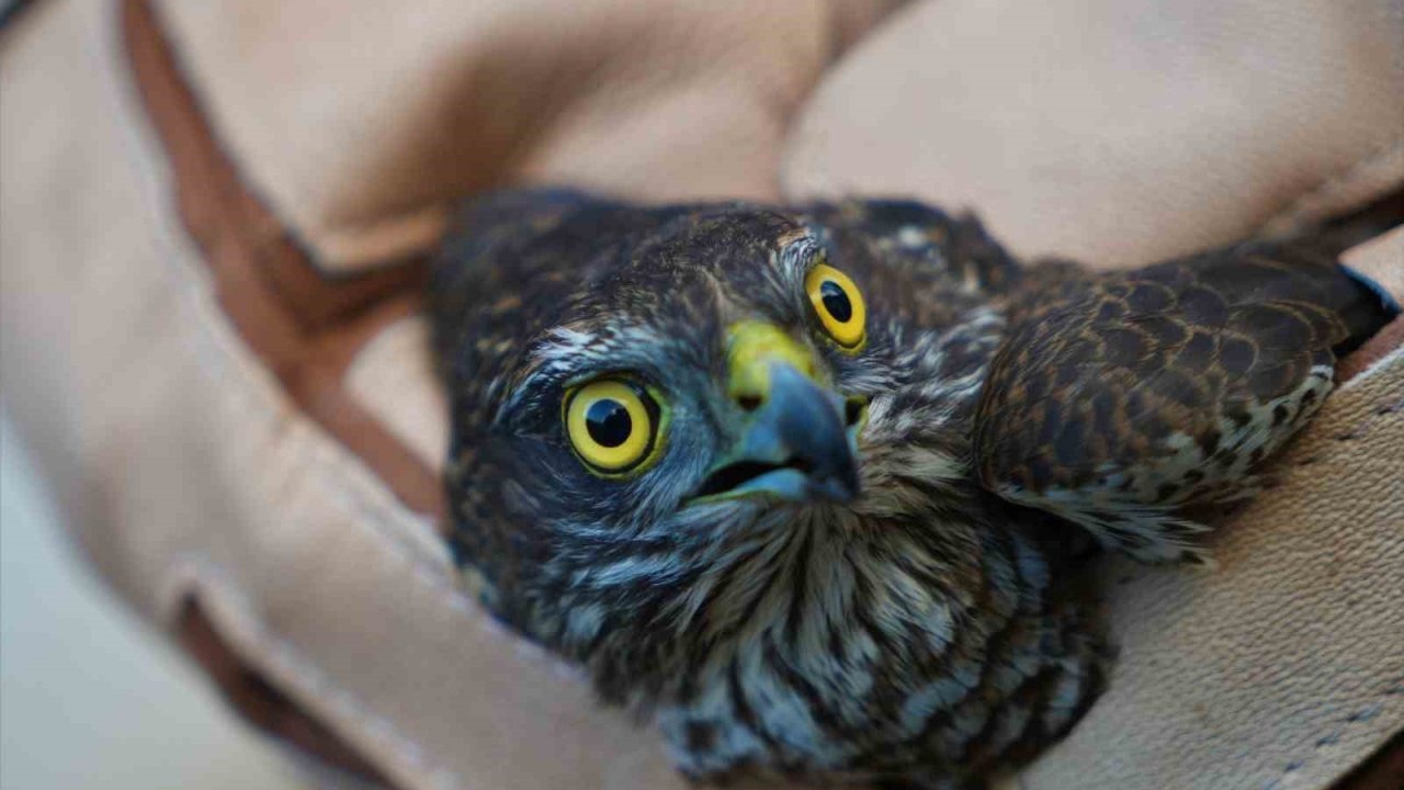 Muş&#039;ta Avcılarca Vurulan Yaralı Atmaca Tedavi Altına Alındı