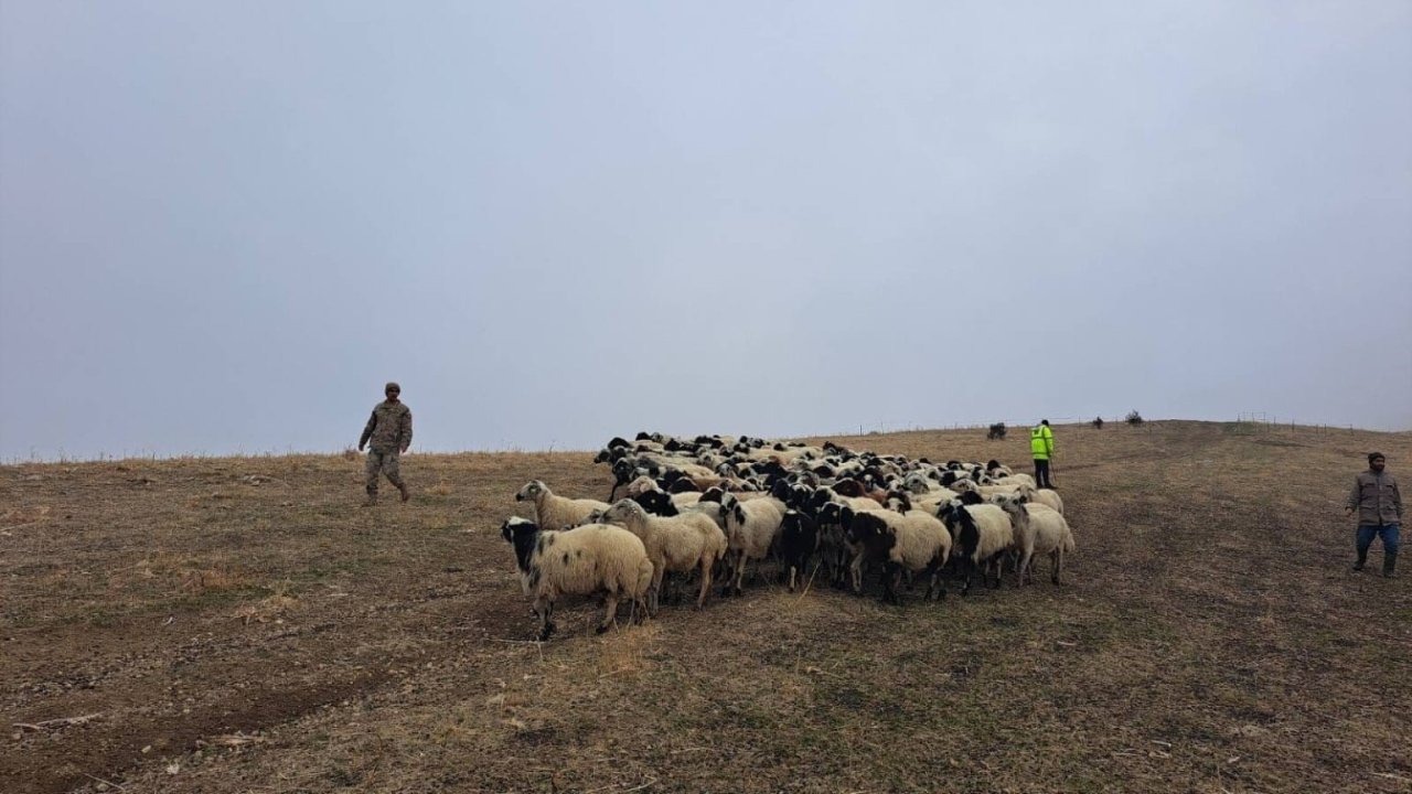 Muş’ta Kaybolan 200 Küçükbaş Hayvan Bulunarak Sahibine Teslim Edildi