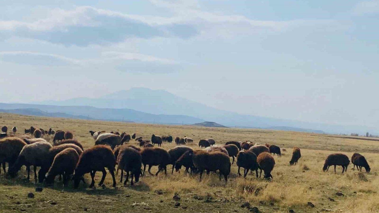 Patnos’ta Kar Hasreti Besicinin Yüzünü Güldürdü: Kış Ortasında Mera Keyfi