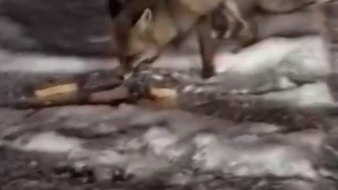 Posof’ta Karınları Aç Tilkiler Yerleşim Yerine İndi