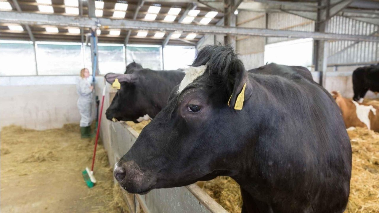Şap Alarmı: Yakın Doğu Üniversitesi’nden Kritik Uyarı!