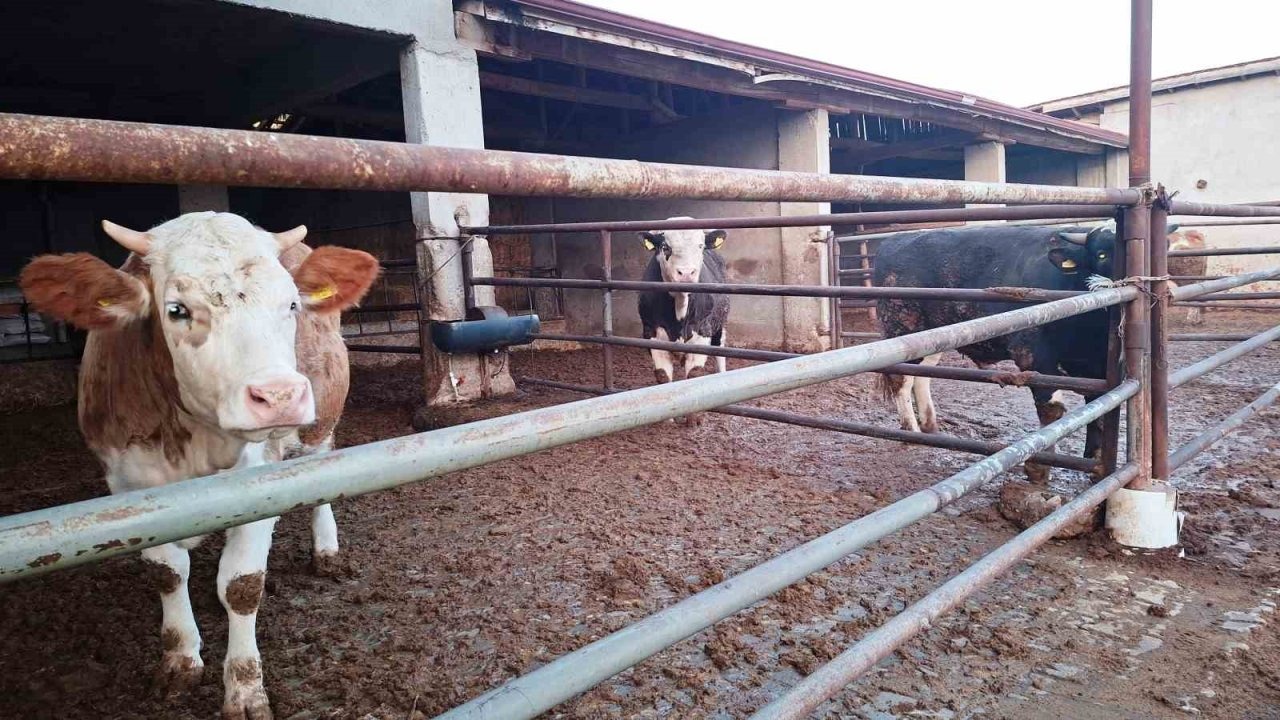 Şap karantinası yeniden başladı