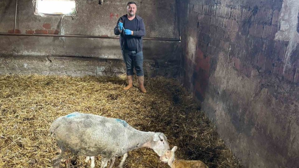 Şap mağduru üreticiler destek bekliyor