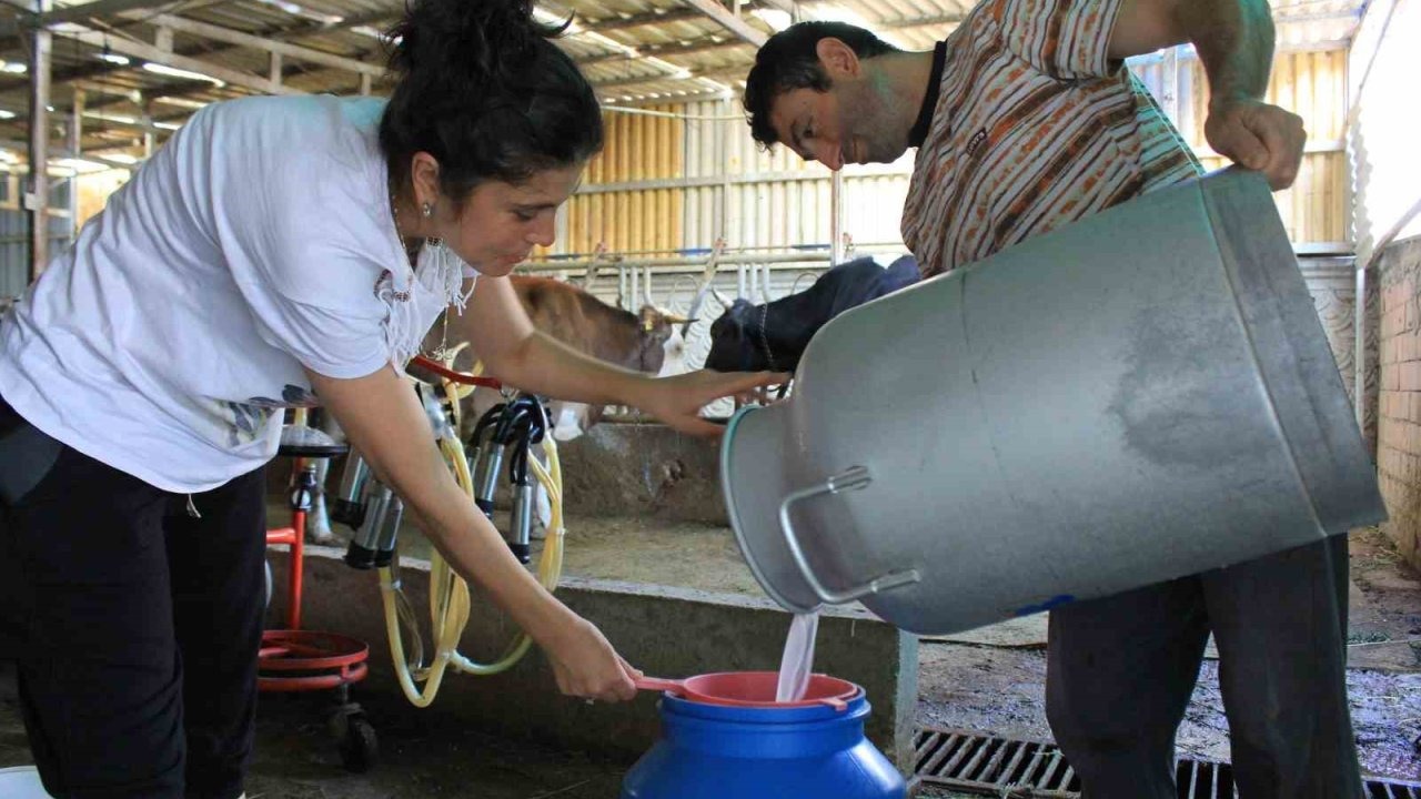 Şapın vurduğu üreticiler süt fiyatında güncelleme istiyor