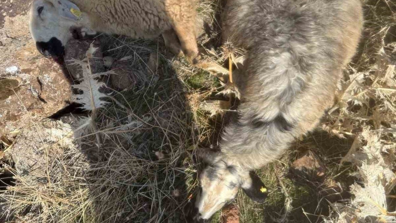 Sürüden ayrılan koyunları kurt kaptı: 28 koyun telef oldu