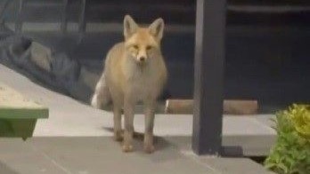 Tilki evin bahçesine girip kedi mamalarını yedi