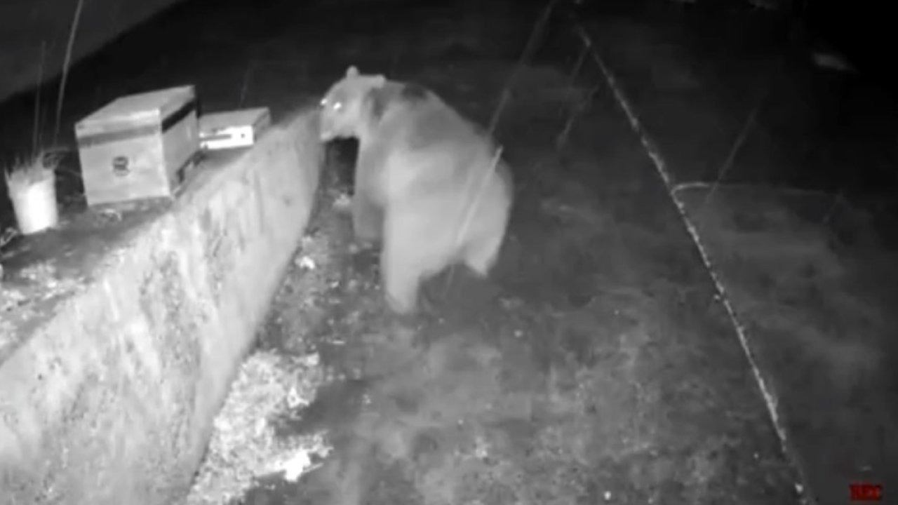 Trabzonlunun anons sistemi ayıyı korkup kaçırttı