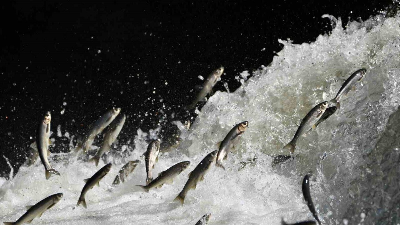 Van Gölü’nün İnci Kefali İklim Değişikliği Nedeniyle Tehdit Altında